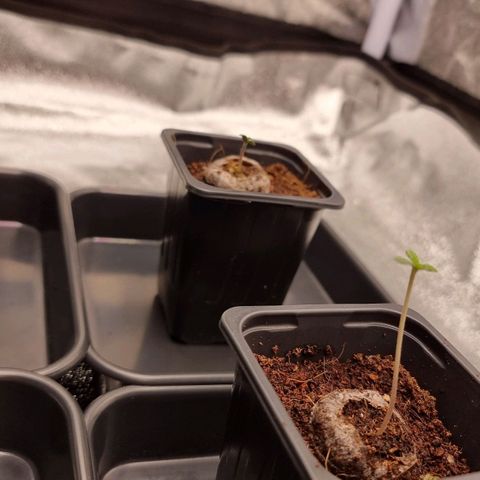 Hera growlog photo: Se añade planta (segunda germ)