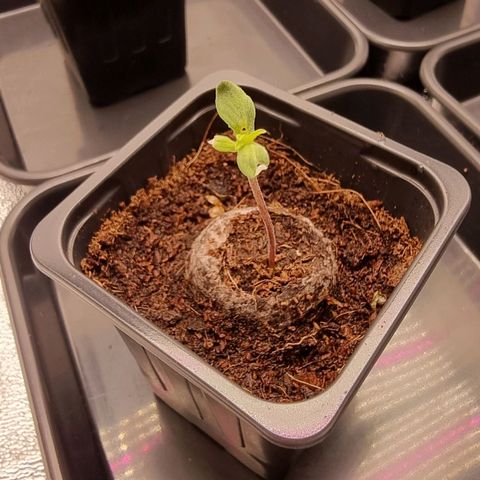 Hera growlog photo: 1 planta puntas secas
1 planta hojas caidas