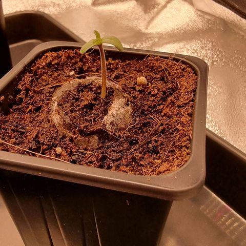 Hera growlog timeline photo