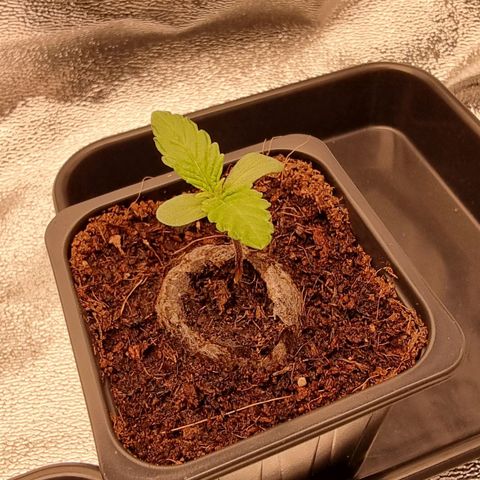 Hera growlog timeline photo