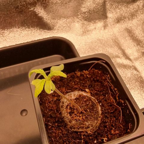 Hera growlog timeline photo