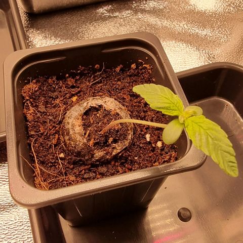 Hera growlog timeline photo