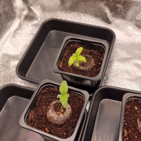 Hera growlog timeline photo