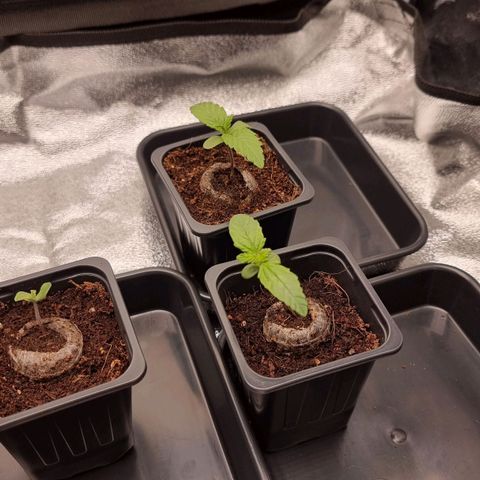 Hera growlog timeline photo