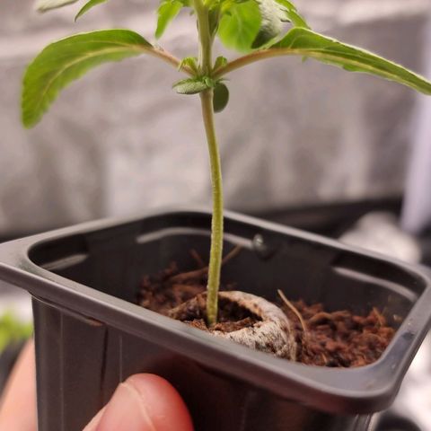 Hera growlog photo: Recuperan color, hojas asperas y algunas moteadas.
Raices aparecen en la parte inferior de la maceta.
Olor vegetal fuerte, recuerda a la hierbabuena