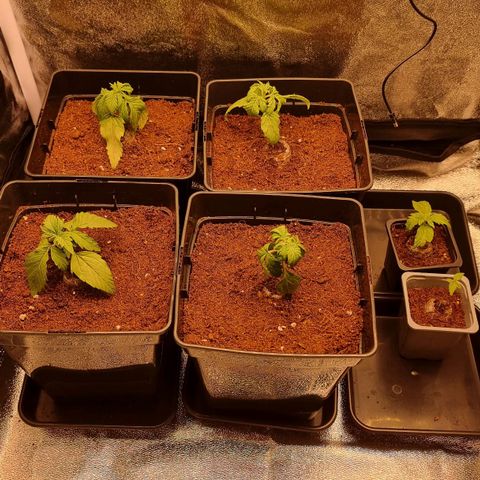 Hera growlog timeline photo