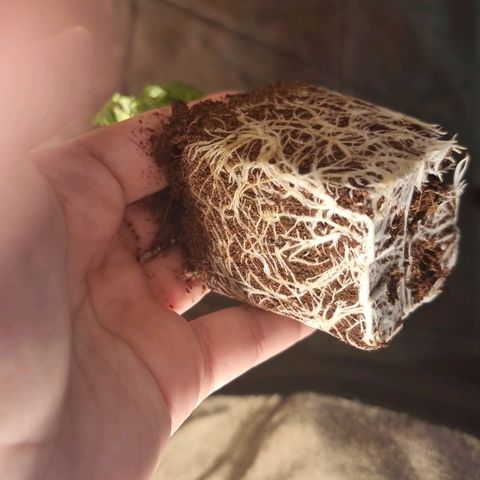 Hera growlog timeline photo