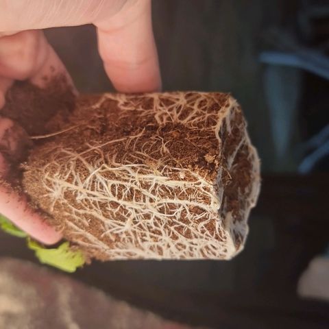 Hera growlog timeline photo