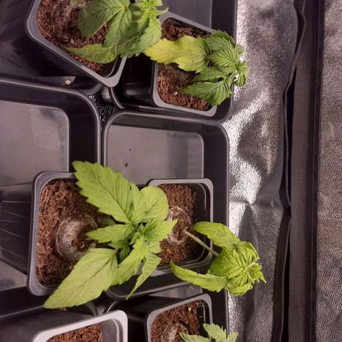 Hera growlog timeline photo