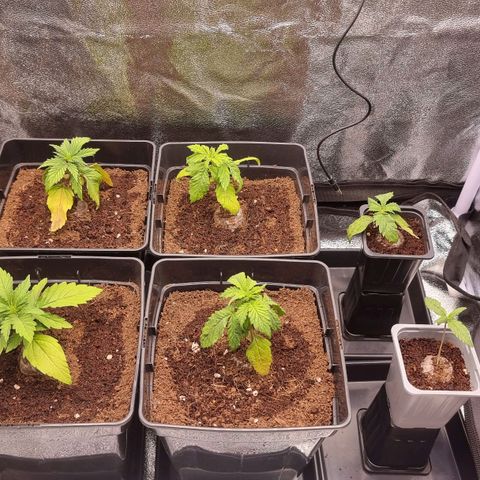 Hera growlog timeline photo