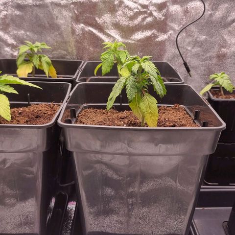Hera growlog timeline photo