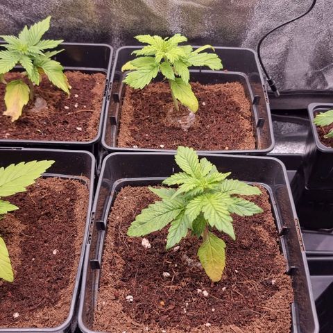 Hera growlog timeline photo