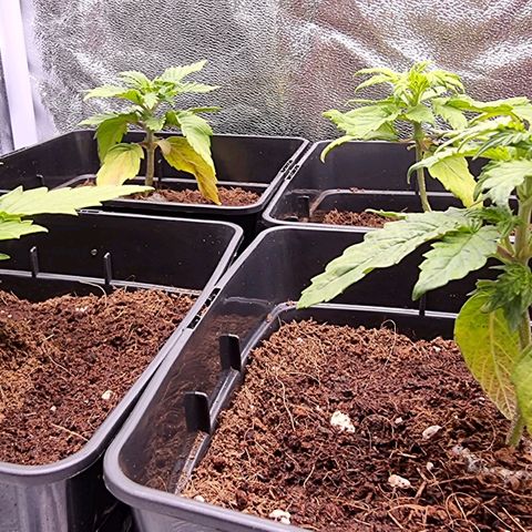 Hera growlog timeline photo