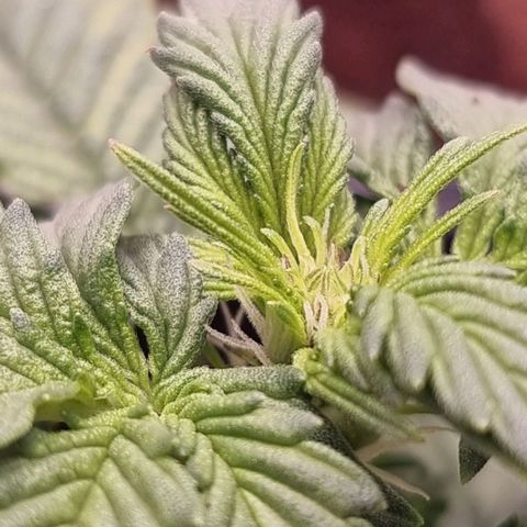 Hera growlog photo: Pistilos