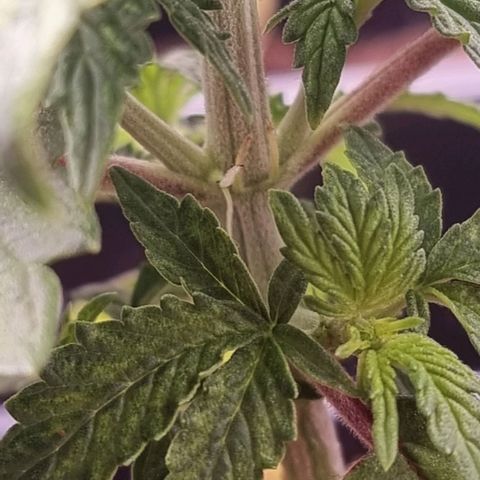 Hera growlog photo: Pistilos