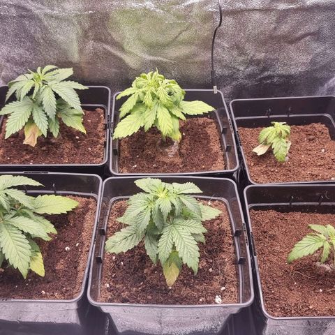 Hera growlog timeline photo