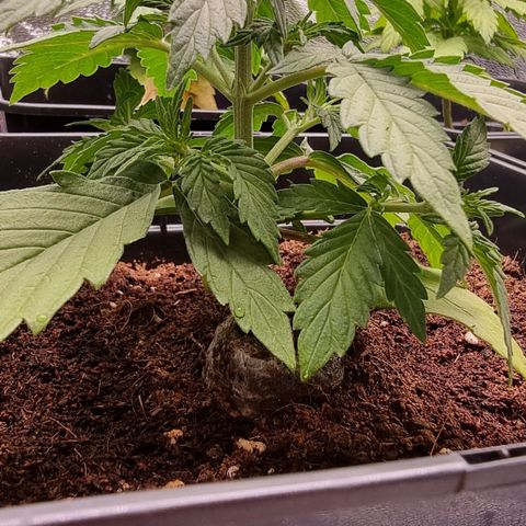 Hera growlog timeline photo