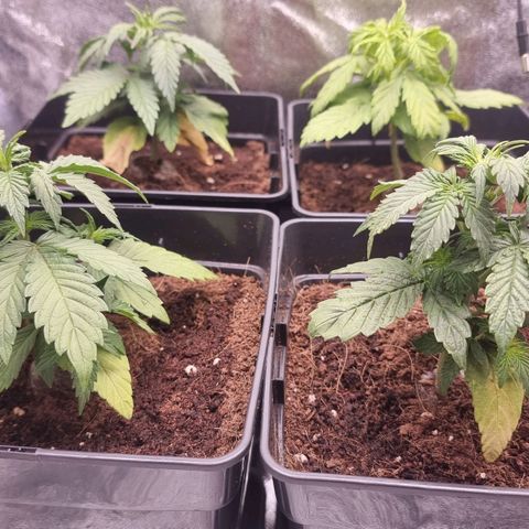 Hera growlog timeline photo