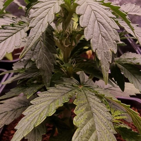 Hera growlog timeline photo