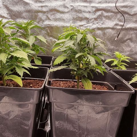 Hera growlog timeline photo