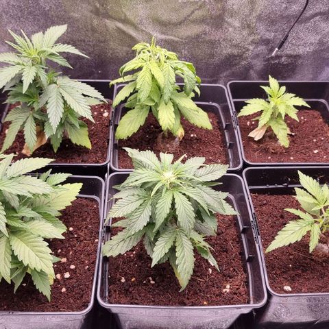 Hera growlog timeline photo