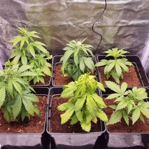 Hera growlog timeline photo