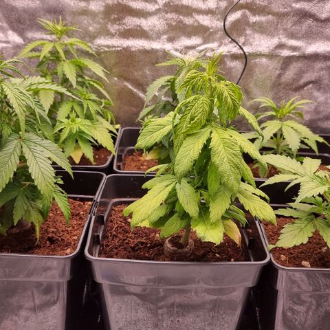 Hera growlog timeline photo