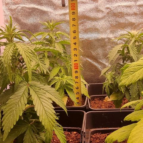 Hera growlog timeline photo