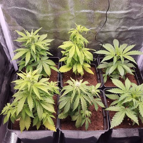Hera growlog timeline photo