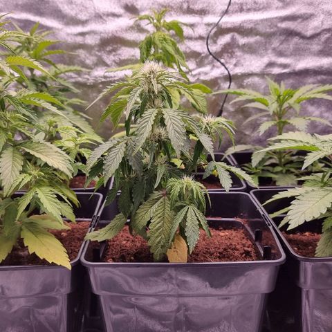 Hera growlog timeline photo
