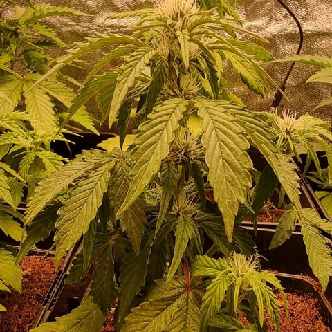 Hera growlog timeline photo