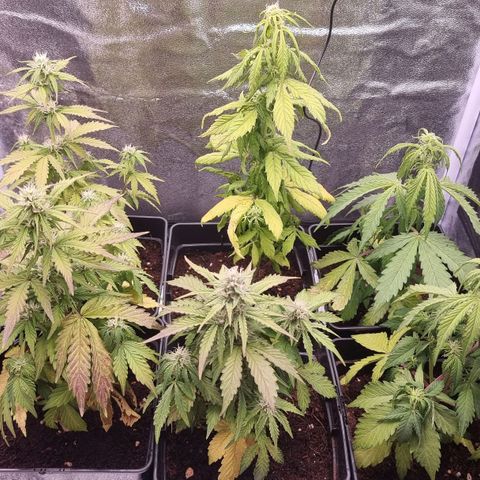 Hera growlog timeline photo