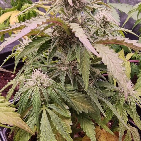 Hera growlog timeline photo