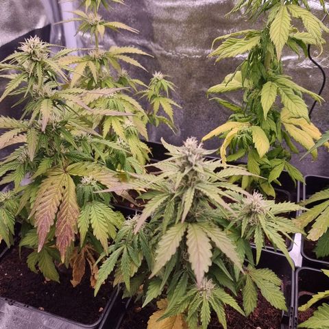 Hera growlog timeline photo