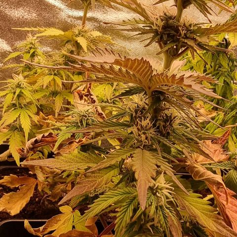 Hera growlog timeline photo