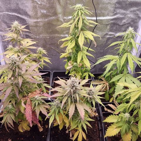 Hera growlog timeline photo