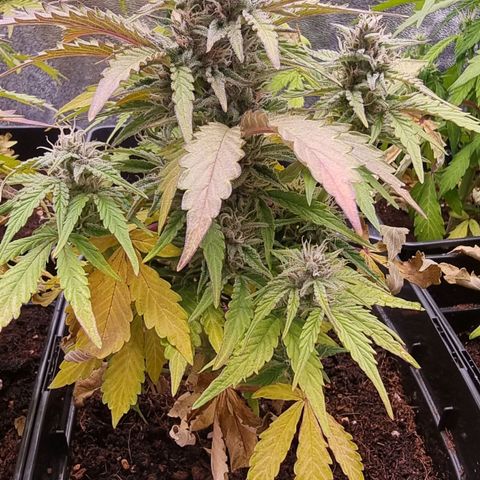 Hera growlog timeline photo