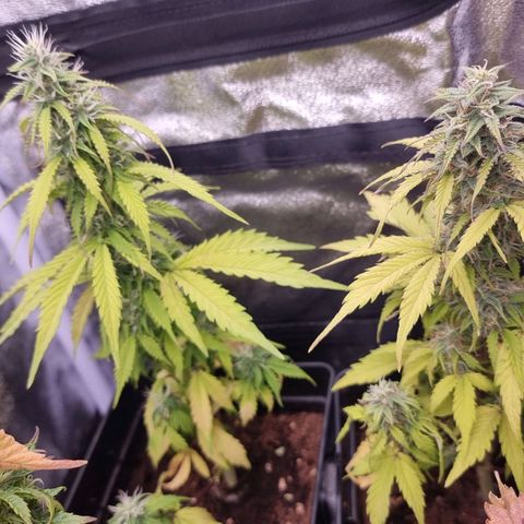 Hera growlog timeline photo