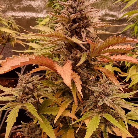 Hera growlog timeline photo