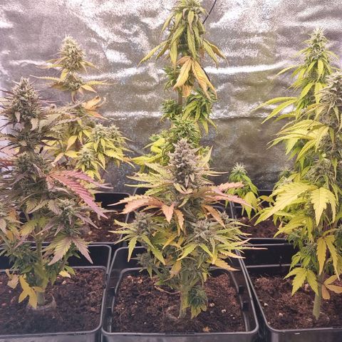 Hera growlog timeline photo