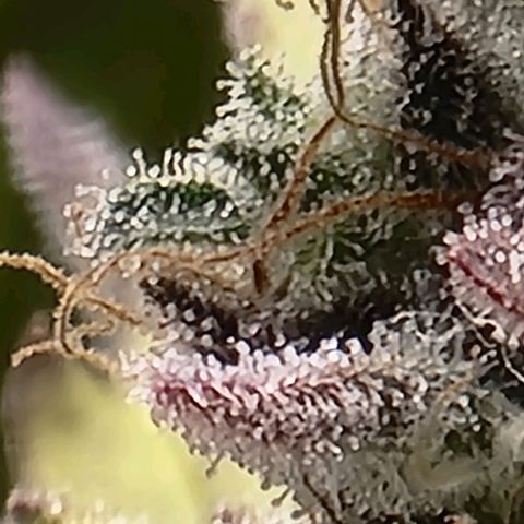 Hera growlog timeline photo