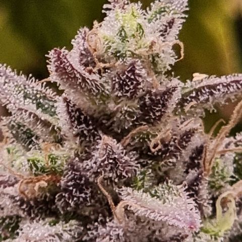 Hera growlog timeline photo