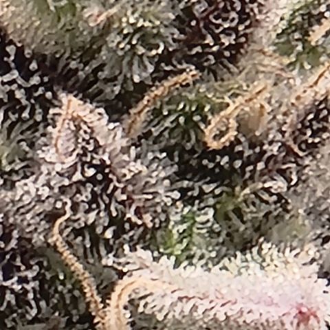 Hera growlog timeline photo