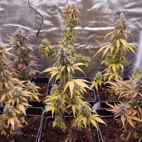 Hera growlog timeline photo
