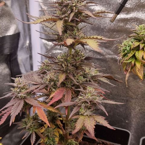Hera growlog timeline photo