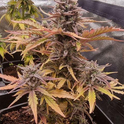 Hera growlog timeline photo