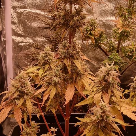 Hera growlog timeline photo