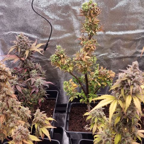 Hera growlog timeline photo