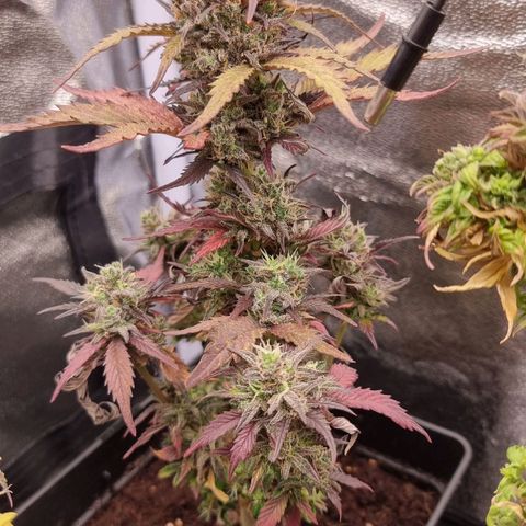 Hera growlog timeline photo