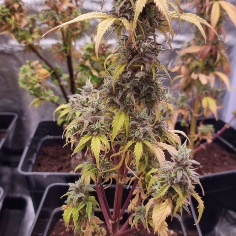 Hera growlog timeline photo